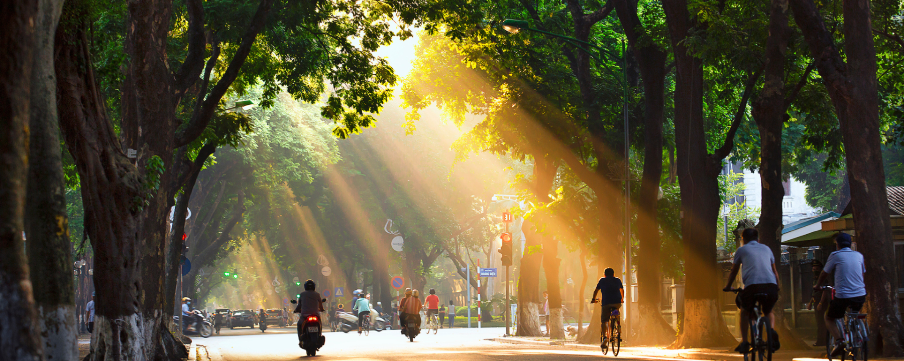 Sunlight coming through the trees on a city street