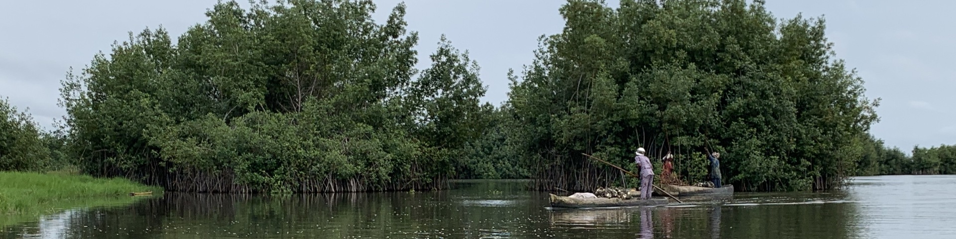 A mangrove forest