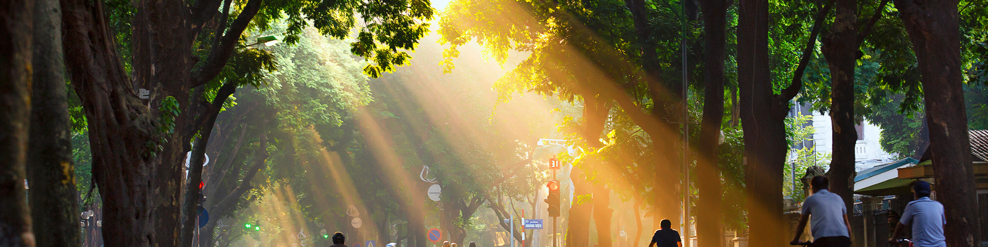 Sunlight coming through the trees on a city street